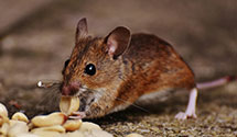 24 Hour & Emergency Exterminators in Winsor, MN